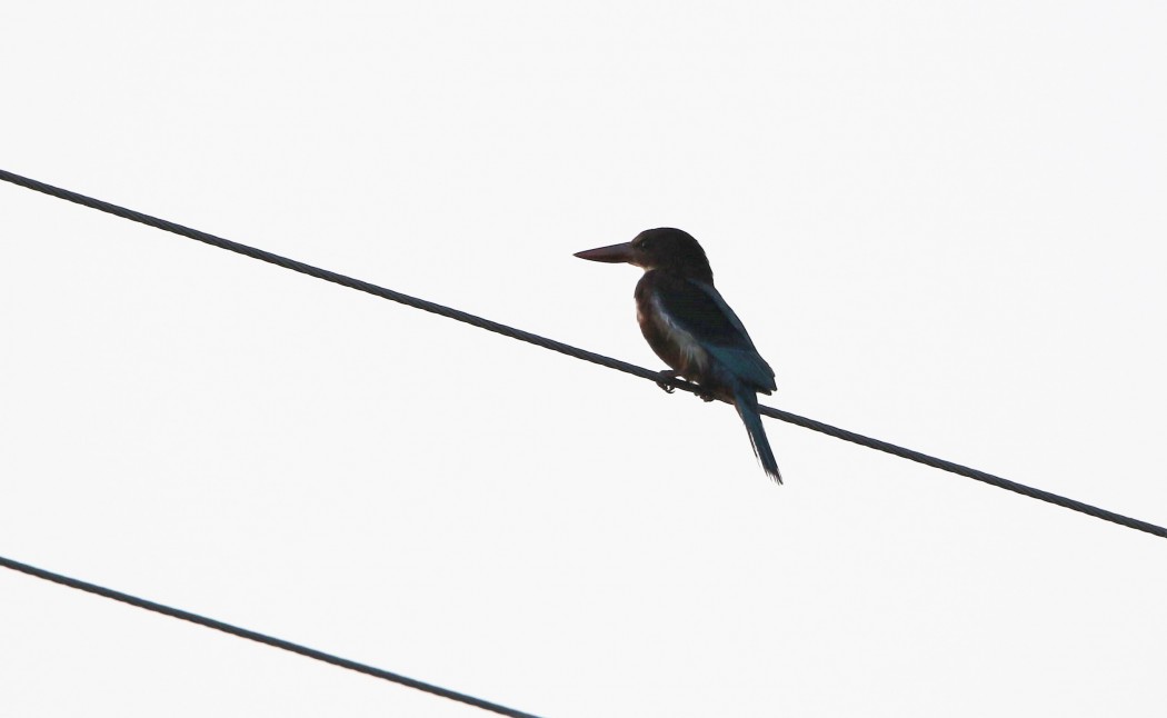 White-throated Kingfisher