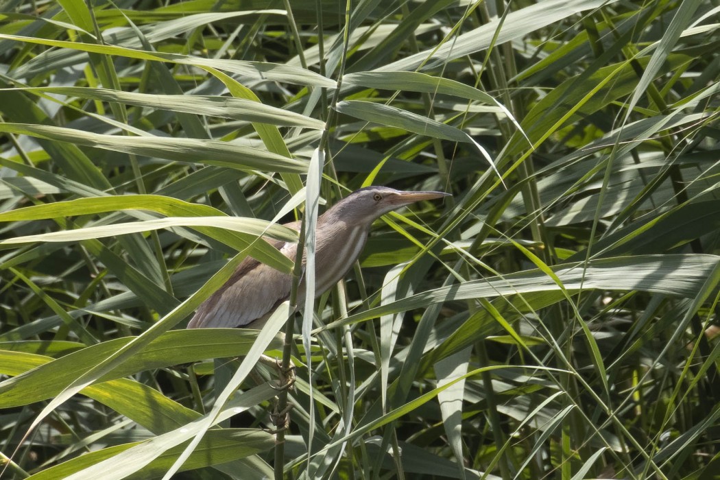 Little Bittern