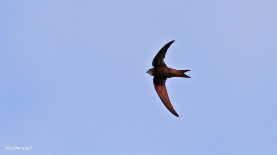 Common Swift