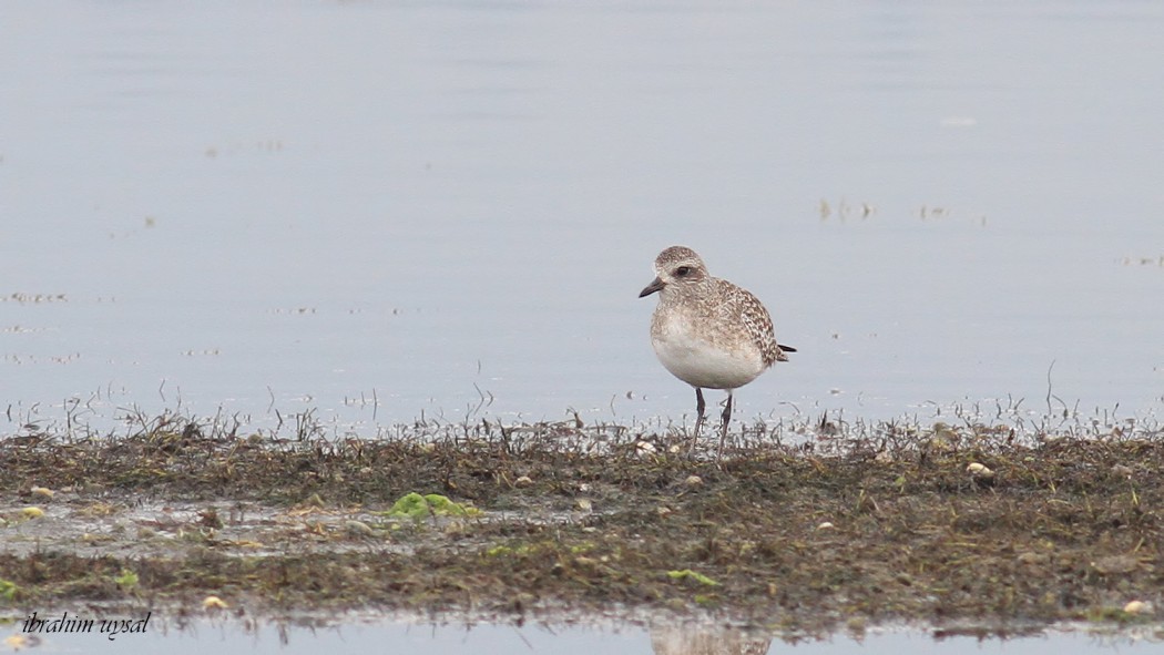 Grey Plover