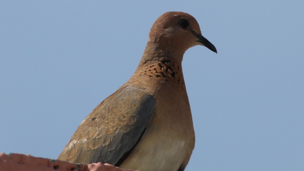 Laughing Dove