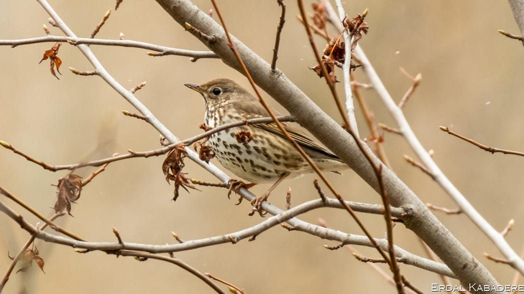 Song Thrush