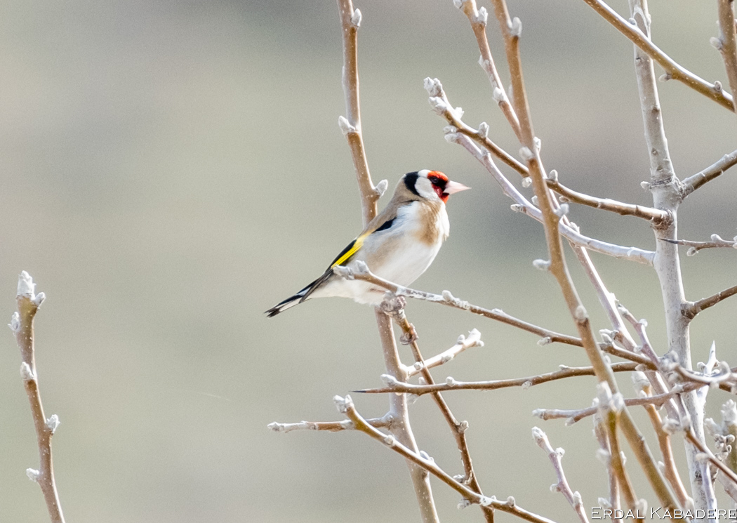 European Goldfinch