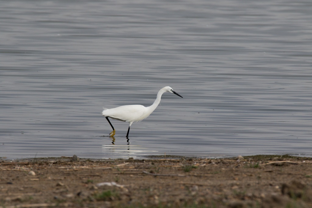 Little Egret