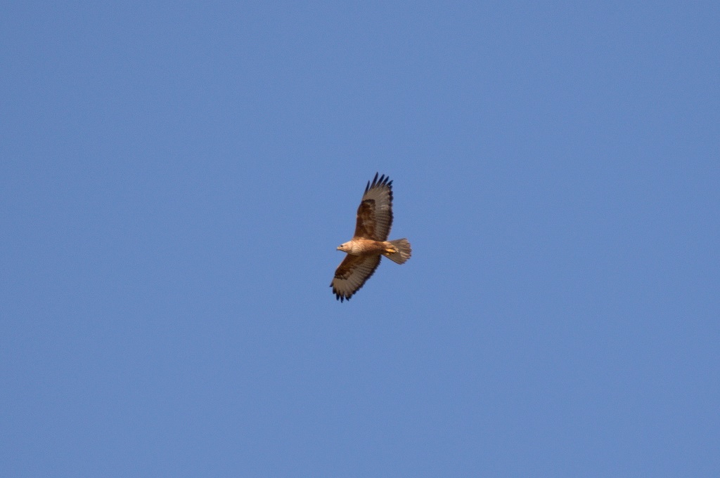 Long-legged Buzzard