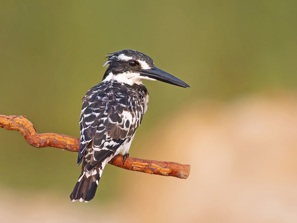 Pied Kingfisher