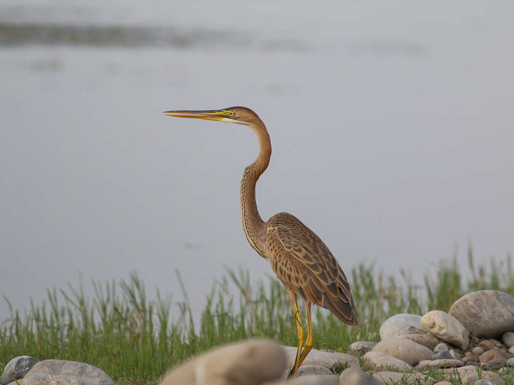 Purple Heron