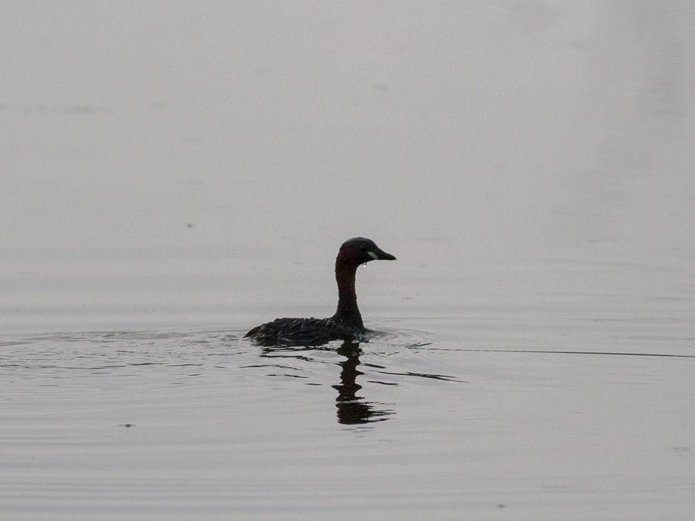 Little Grebe