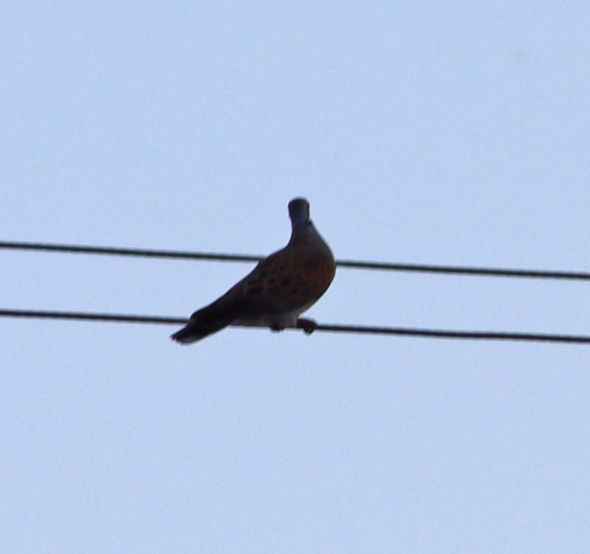 European Turtle Dove