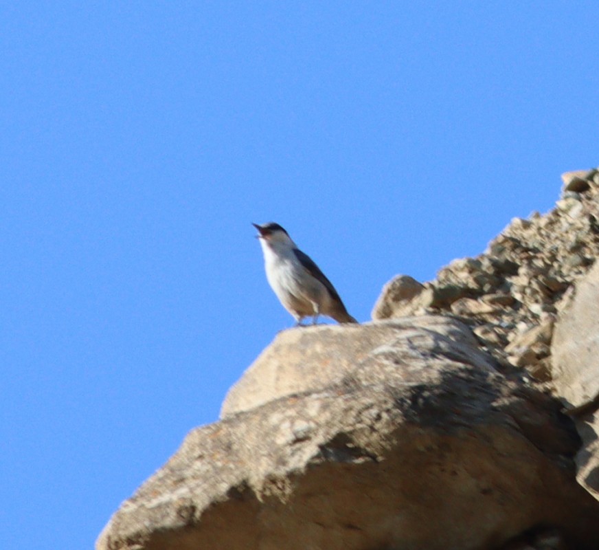 Western Rock Nuthatch