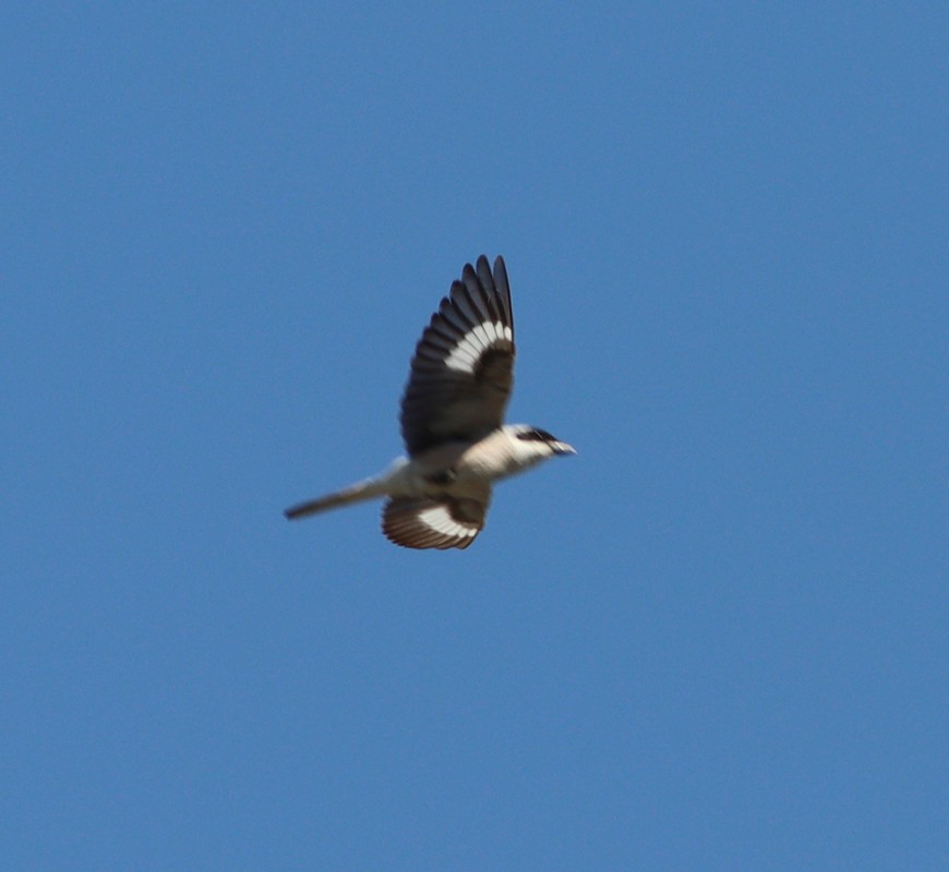 Lesser Grey Shrike