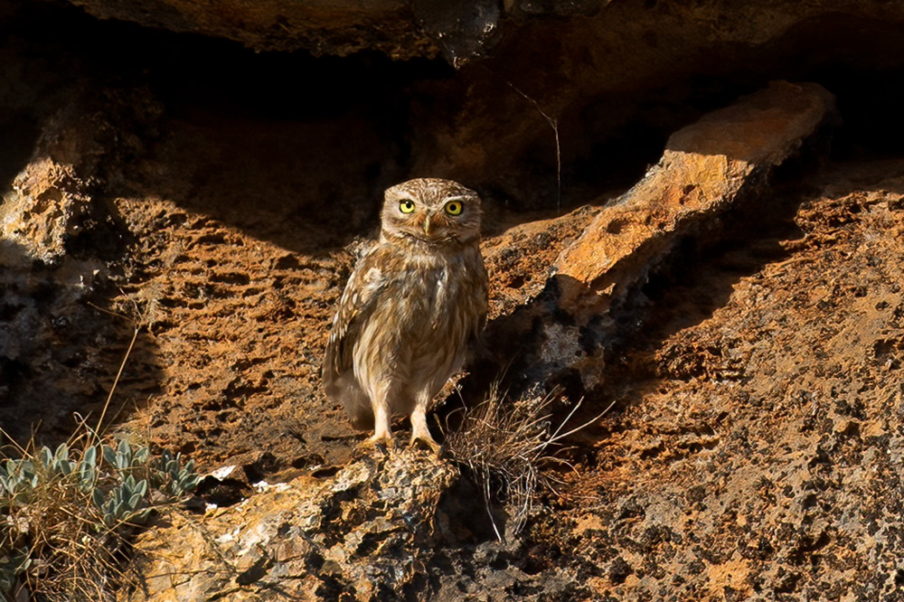 Little Owl