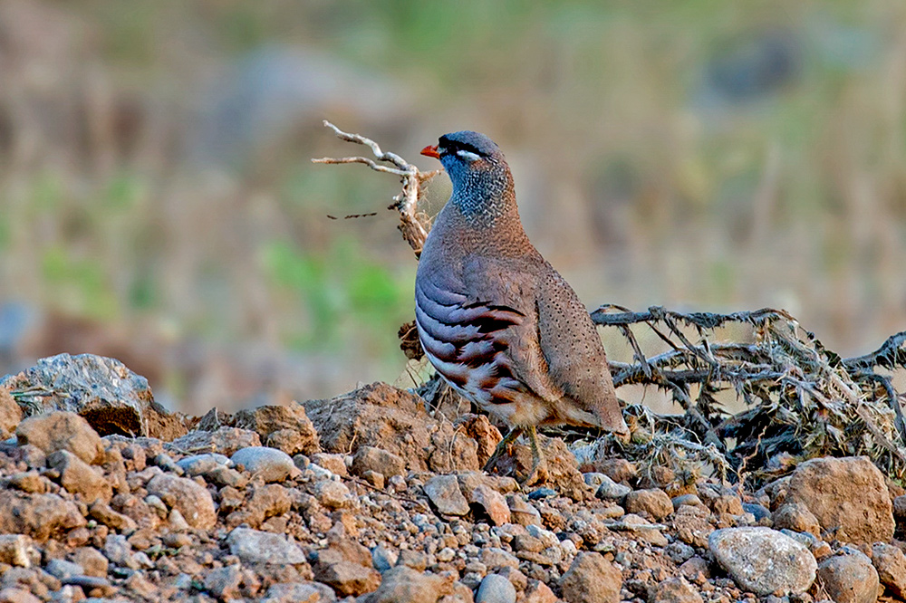 See-see Partridge