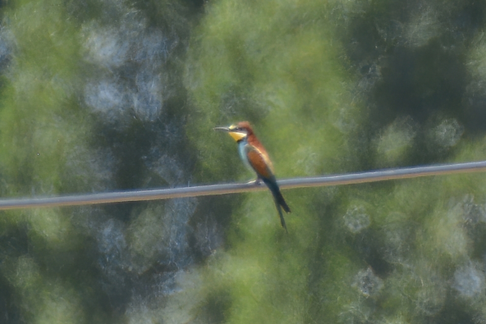 European Bee-eater