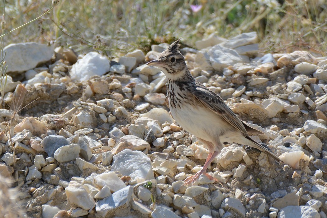 Crested Lark
