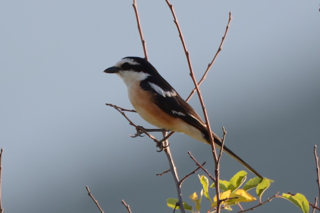 Masked Shrike