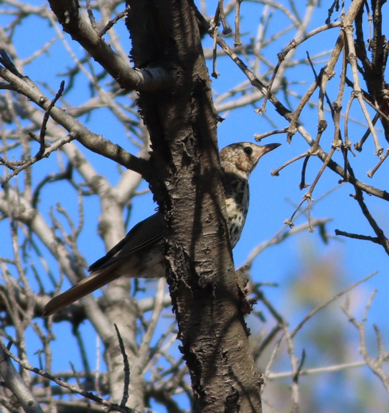 Song Thrush