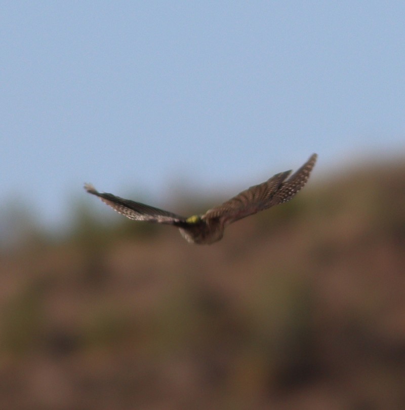 European Green Woodpecker