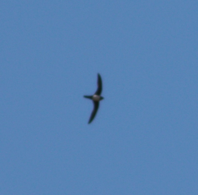 Alpine Swift