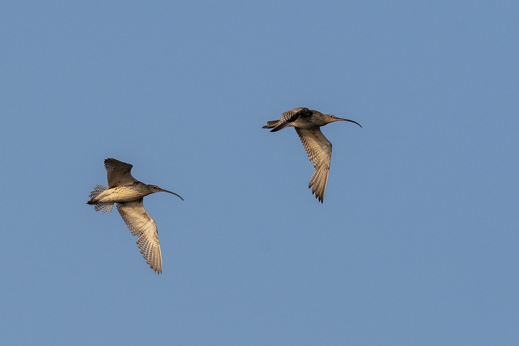 Eurasian Curlew