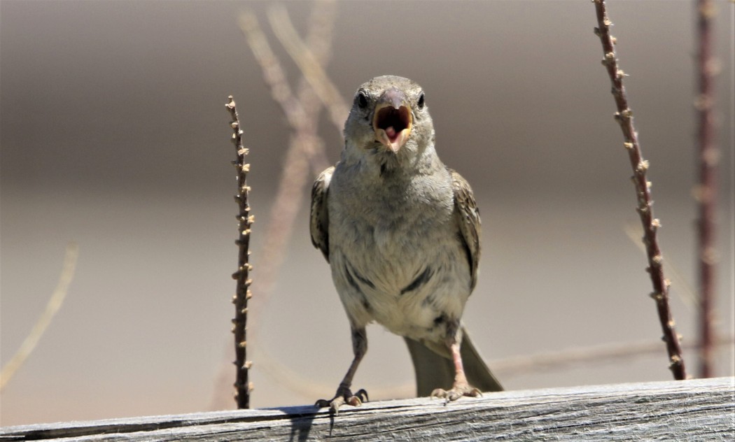 House Sparrow