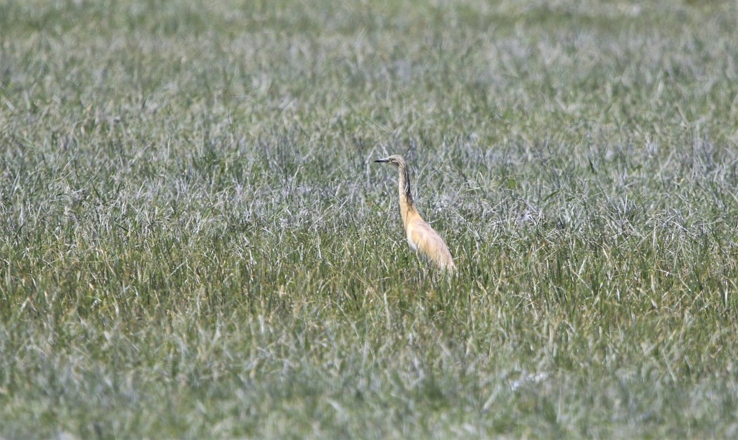 Squacco Heron