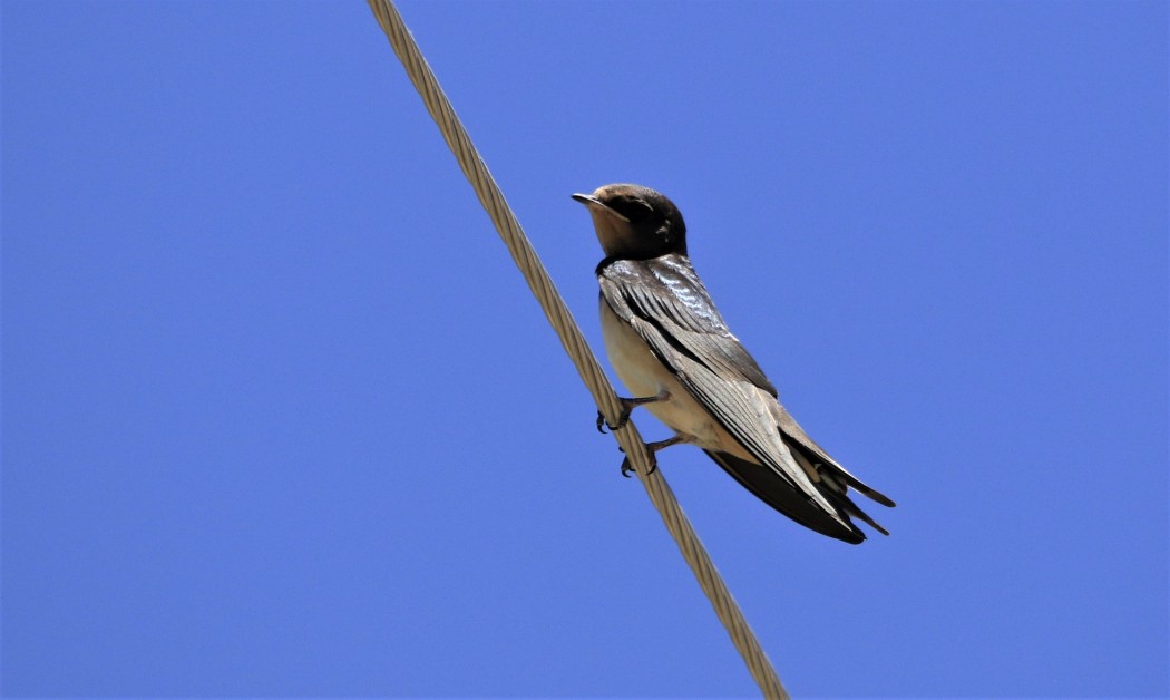 Barn Swallow