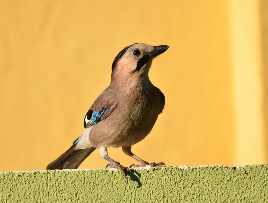 Eurasian Jay