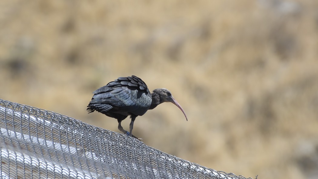 Northern Bald Ibis