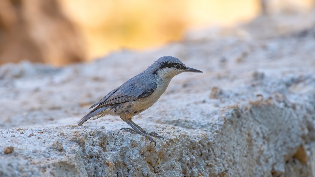 Eastern Rock Nuthatch
