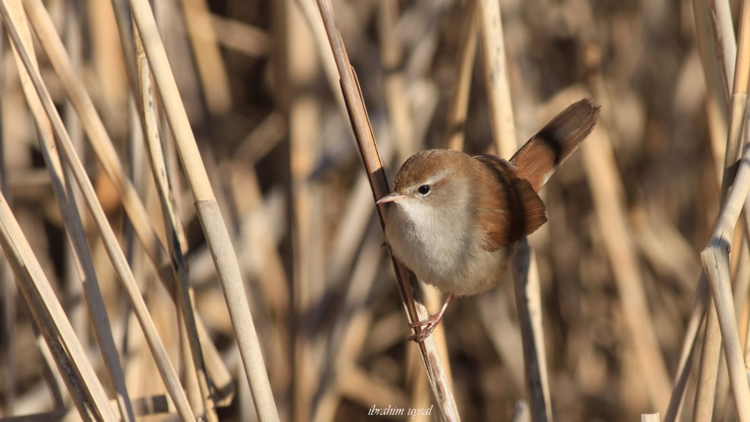 Cetti`s Warbler