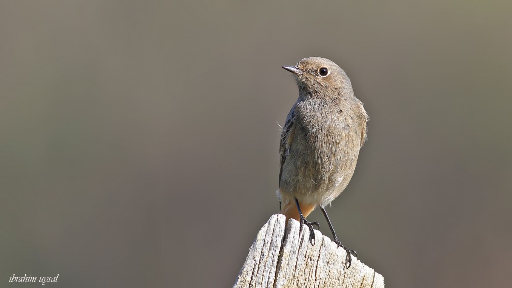 Black Redstart