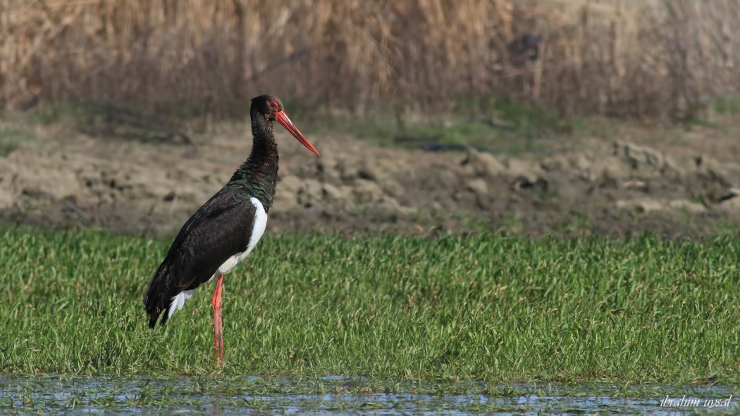 Black Stork