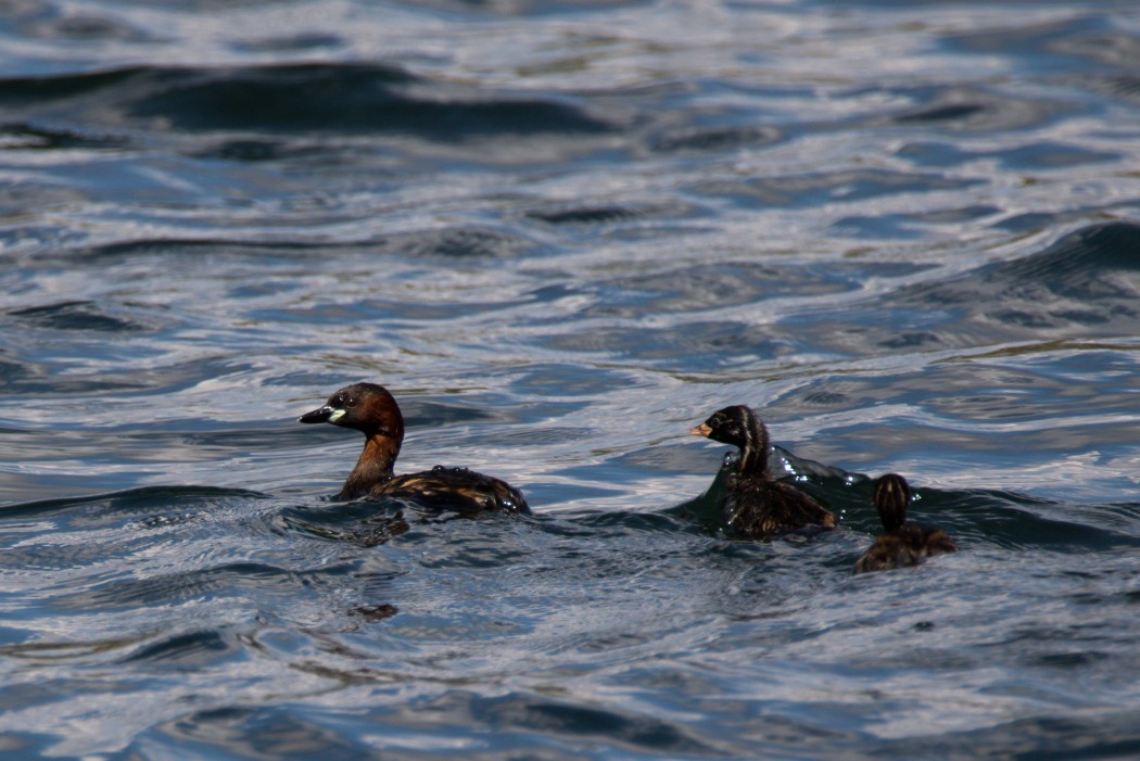 Little Grebe