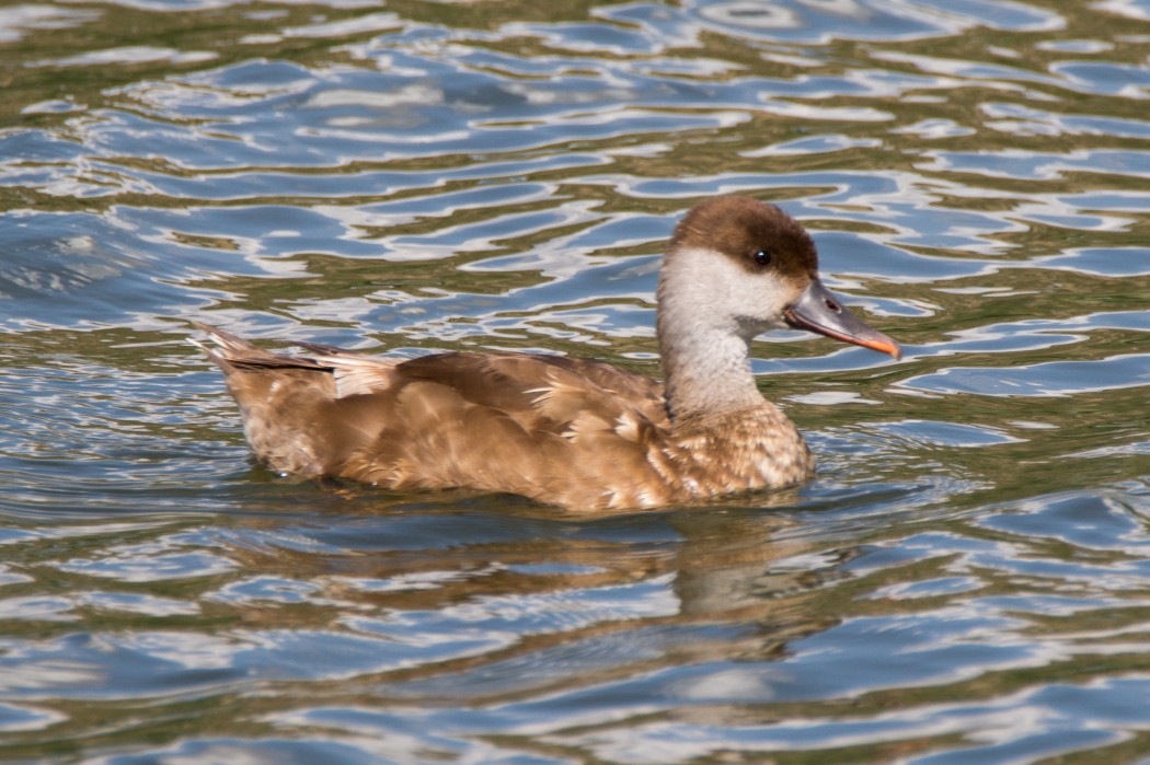 Red-crested Pochard