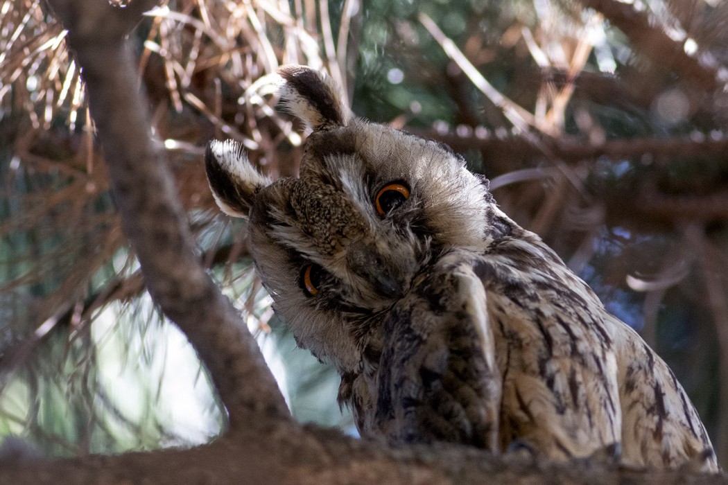 Long-eared Owl