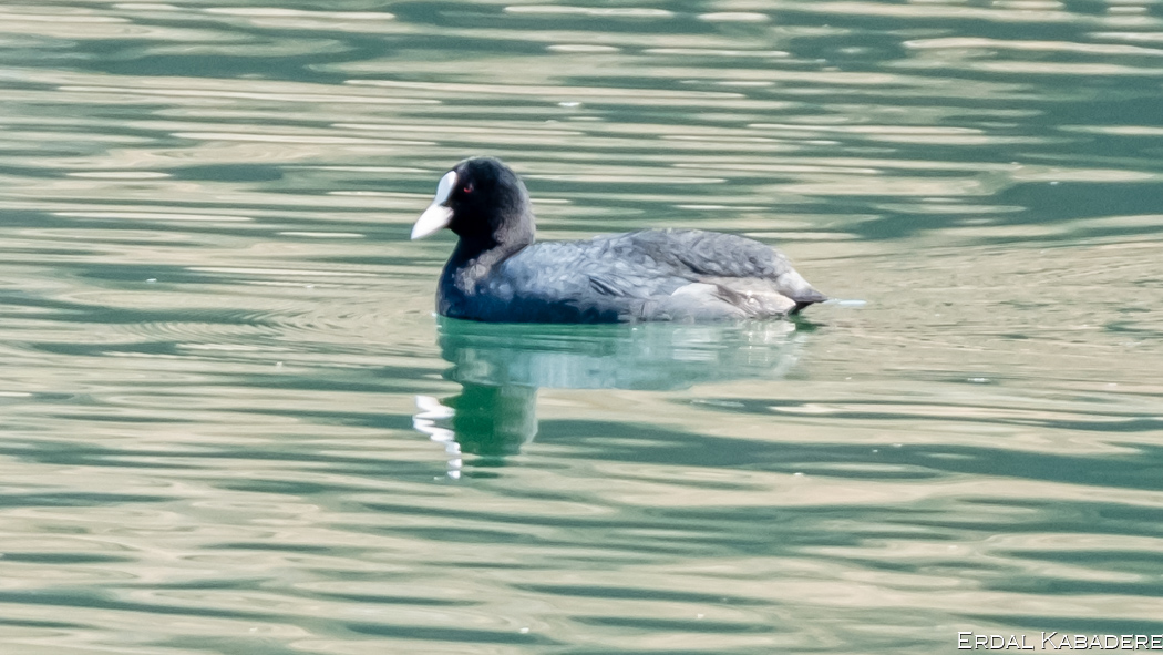 Eurasian Coot