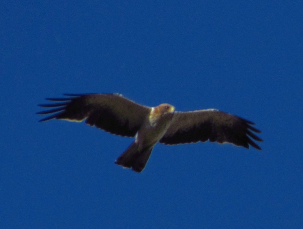 Booted Eagle