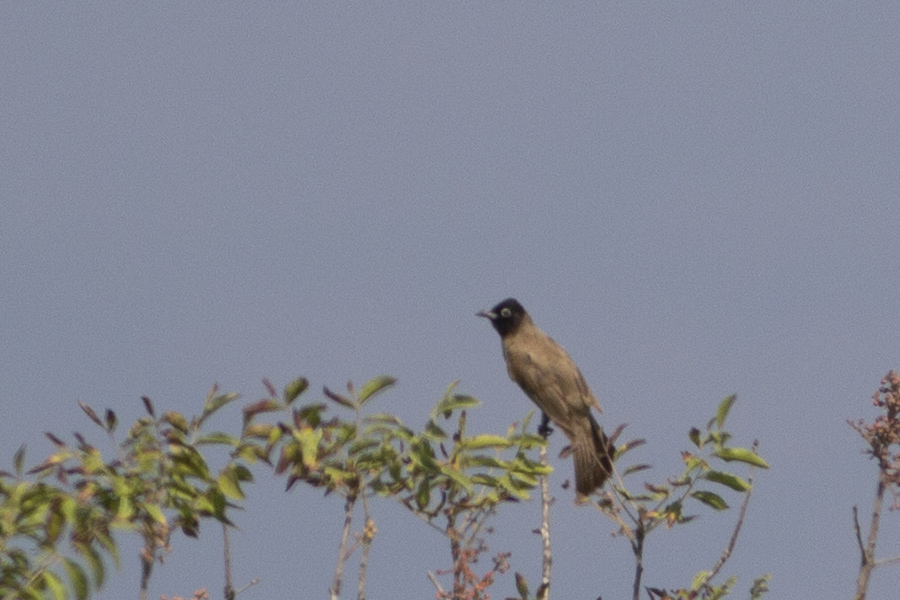 White-spectacled Bulbul