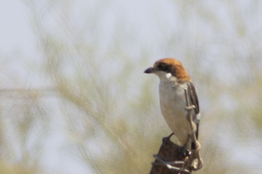 Woodchat Shrike