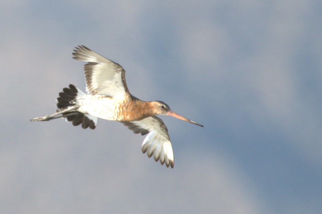 Black-tailed Godwit