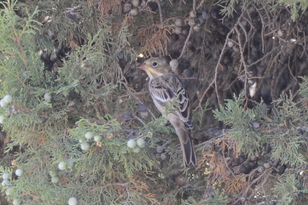 Ortolan Bunting