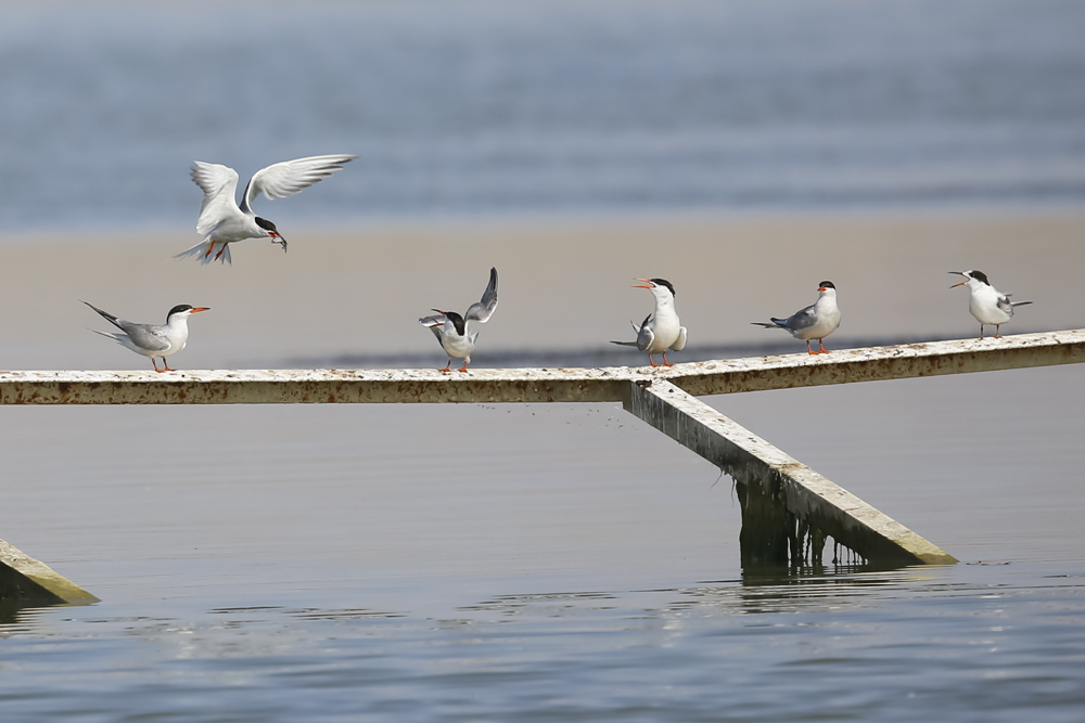 Common Tern