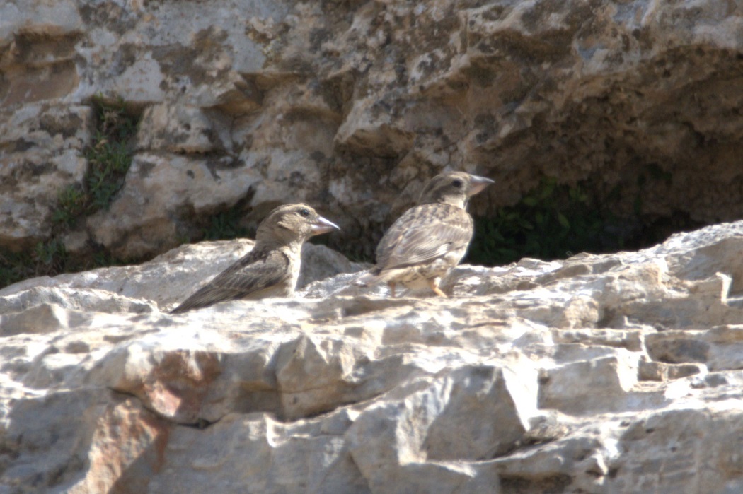 Rock Sparrow