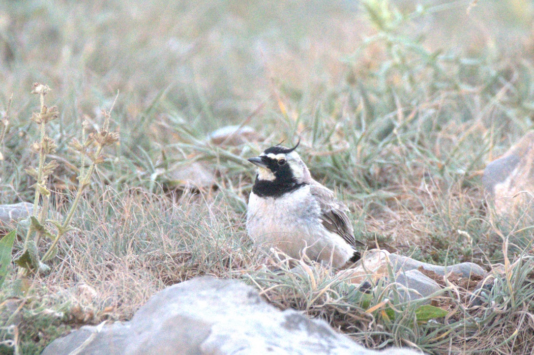 Horned Lark