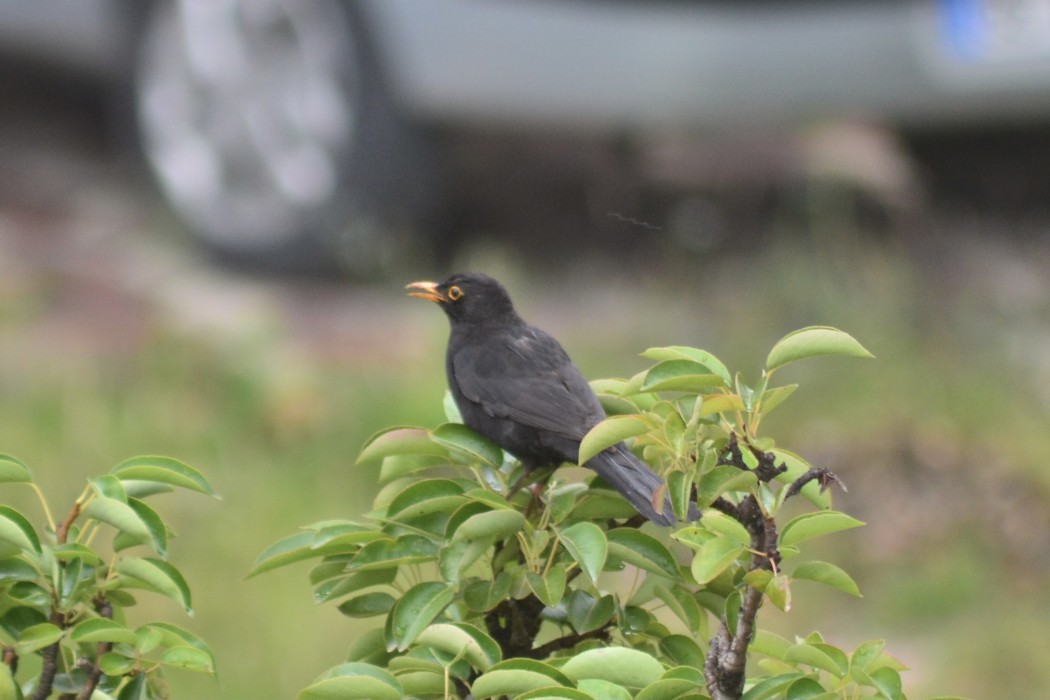 Common Blackbird