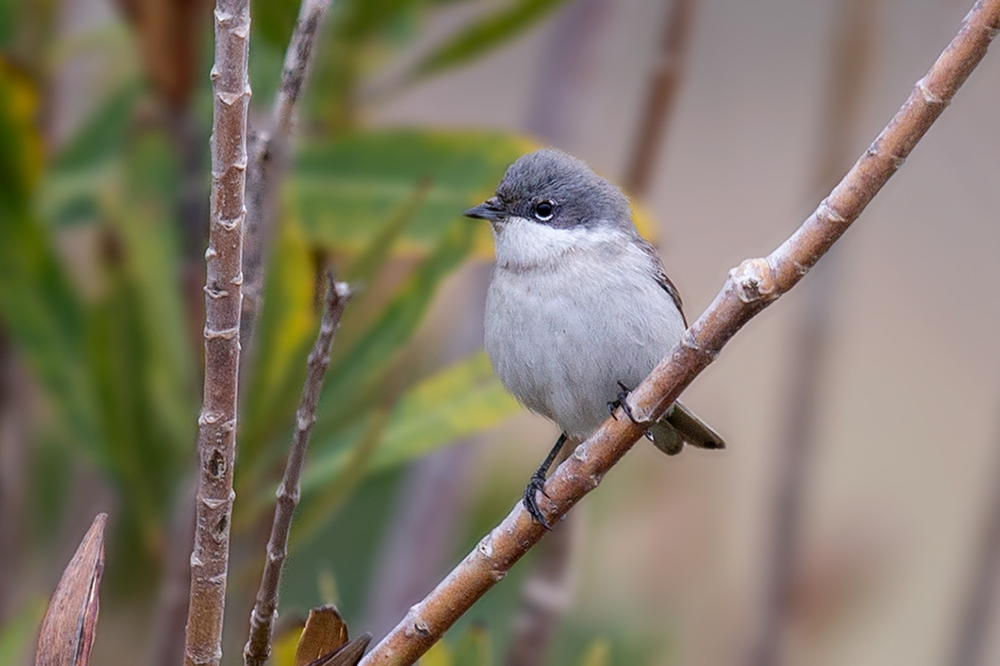 Lesser Whitethroat