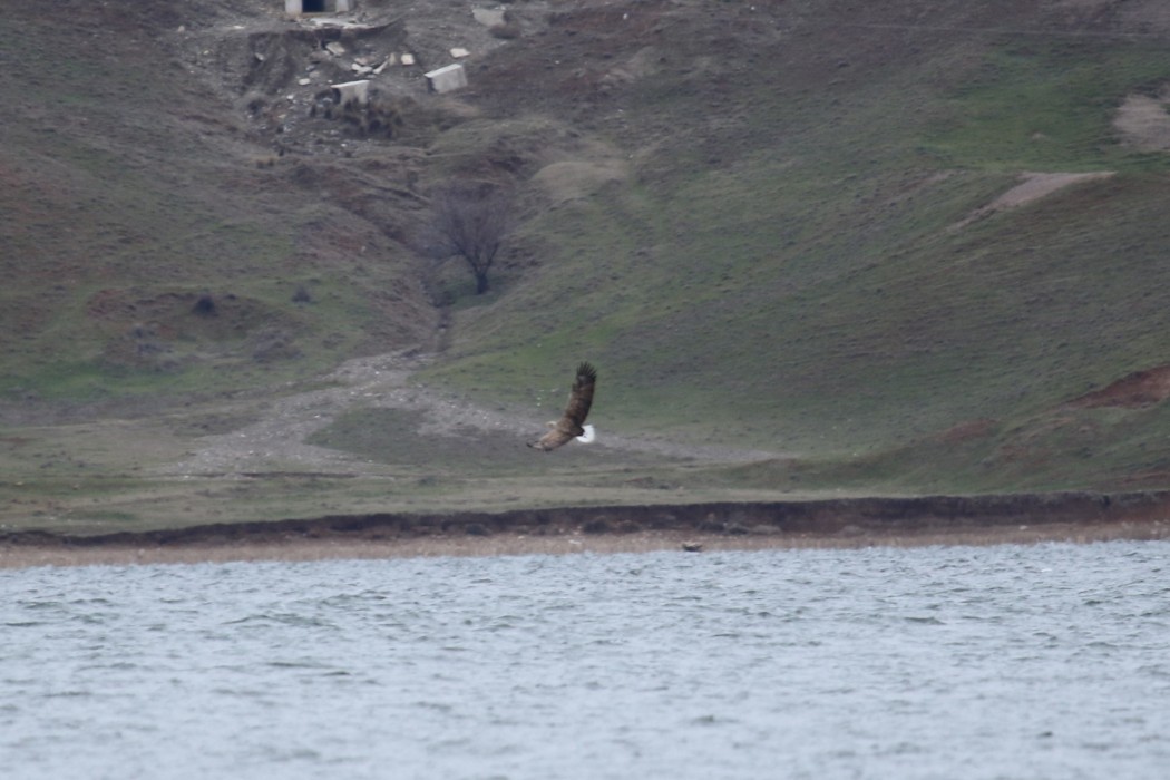 White-tailed Eagle