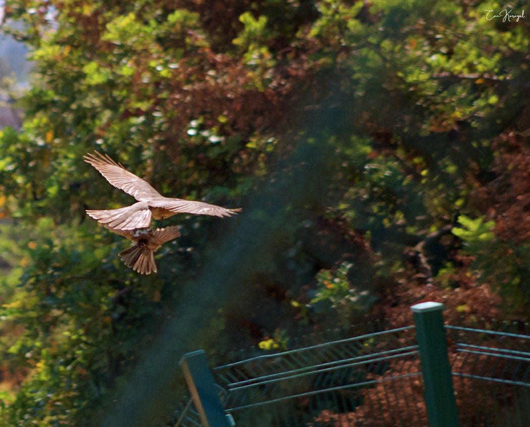 Eurasian Sparrowhawk