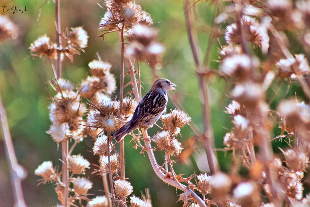 Spanish Sparrow